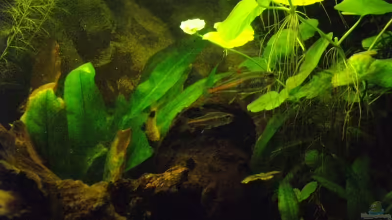 Beide :-) von Caricciola (13)