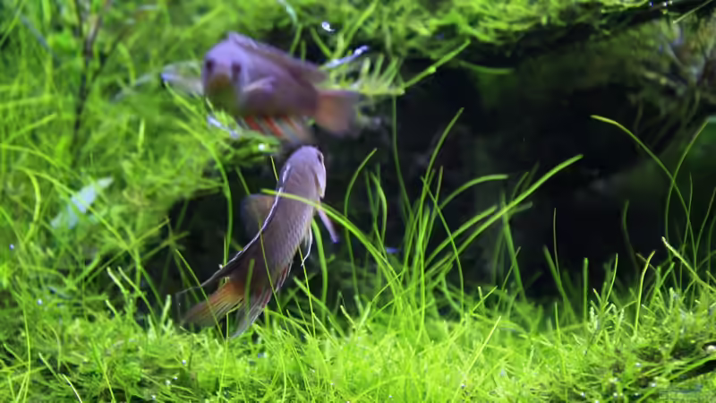 beide ( Rendezvous ) von OrangeBuschfisch (30)