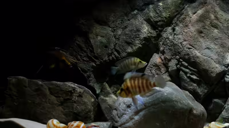 Beide Altoweibchen und links ein Bock von Koehler (41)