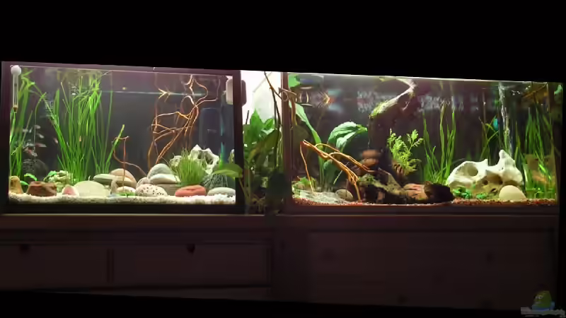 beide AQ´s zusammen von Manuela Vogt (2)