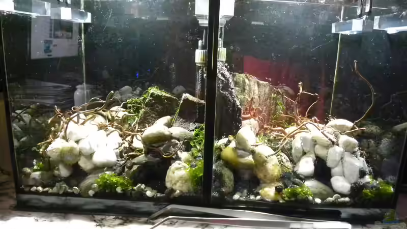Beide Aquarien mit Wasser ohne Besatz und noch ohne Abdeckung von did244 (3)