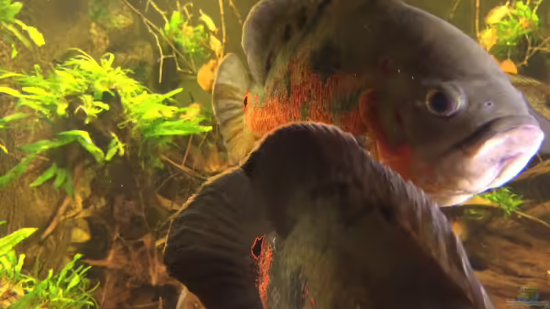 Beide Astronotus von Jonas B. (36)