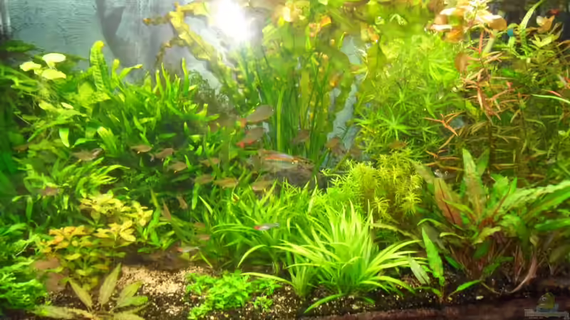 beide Aufnahmen jetzt ohne großem Moorkienholz. Den Blitz kann ich leider nicht von Bungi (17)