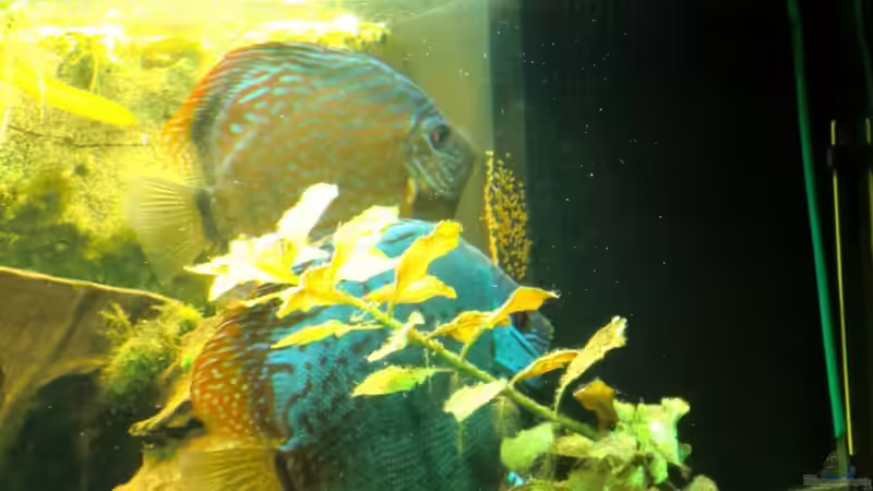 beide bei der Pflege, machen sie echt toll, wobei ´Sie´ mehr fürs Fächern zuständig von Sirko Fricke (58)