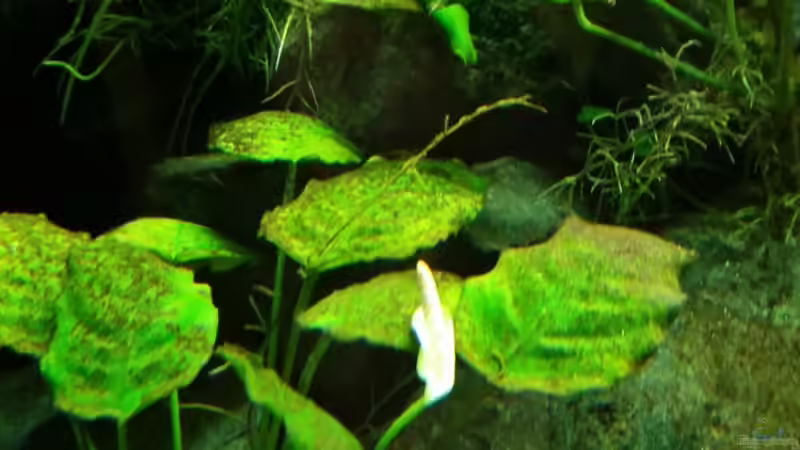 beide Blüten von Gunnar2060 (41)