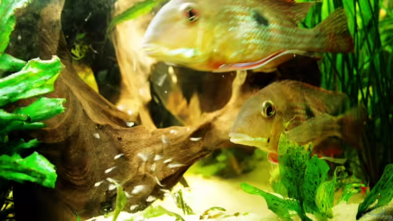 beide Eltern verteidigen Brut und Revier von Minzi (49)