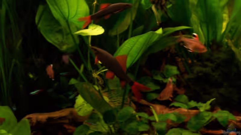 Beide Fransenlipper, Skalar, Schmukies + und Neons von Andreas Weiler (18)