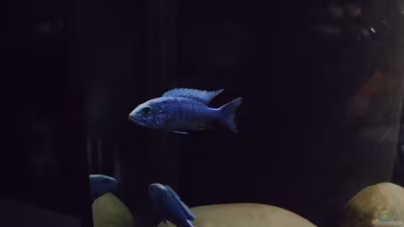 Beide fryeri-Böcke von Noah (22)