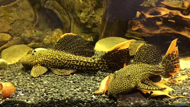 Beide L114 von Jonas B. (52)