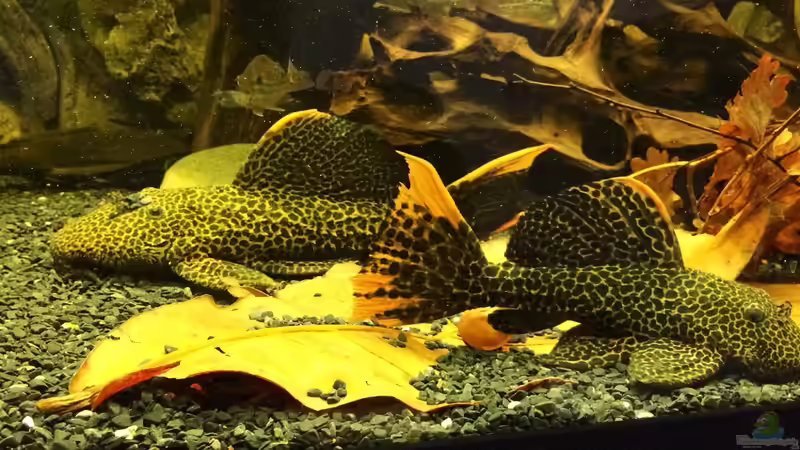 Beide L114 von Jonas B. (53)