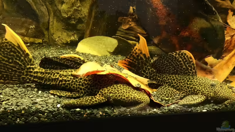 Beide L114 von Jonas B. (54)