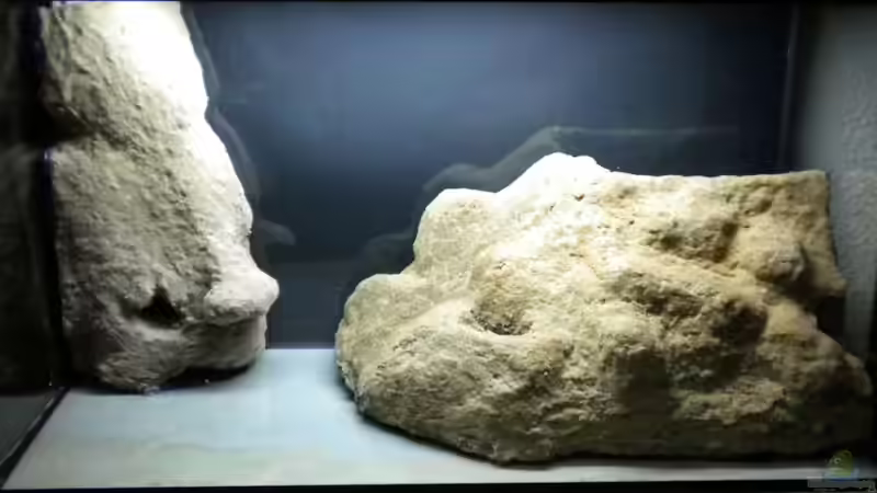 Beide Module ´besandet´ und ins Becken geklebt von Benjamin Hamann (8)