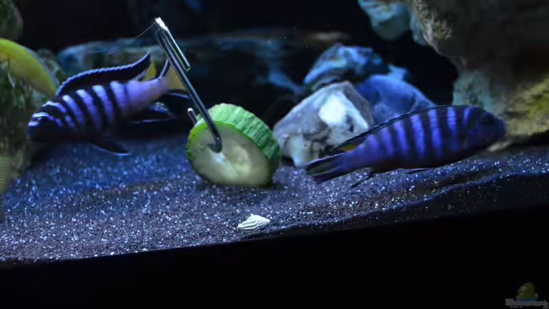 beide mpanga Böcke von Lordi (23)