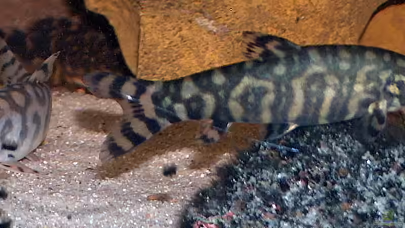 beide Netzschmerlen von Monika Thiele (18)