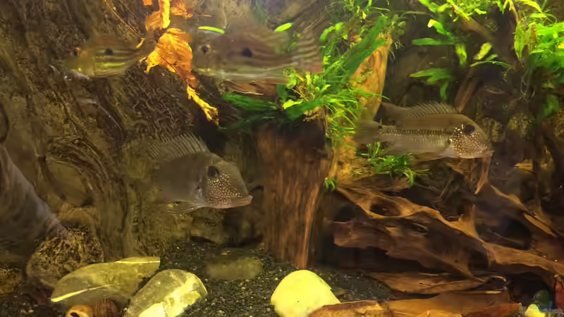 Satanoperca-Arten im Aquarium halten (Einrichtungsbeispiele für Teufelsangeln)