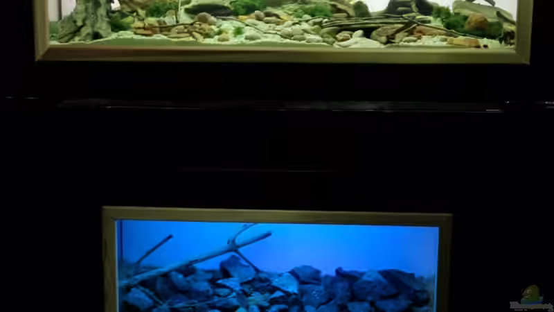 Beide Sulawesi-Becken von Falk (2)