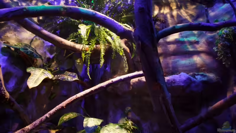 Beide Tiere sind zu sehen ;) Suchspiel! von Betta Chris (13)