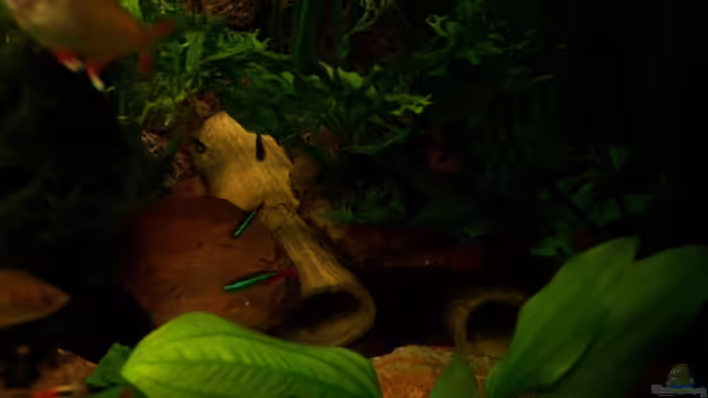 Beide Welsröhren die leider nicht angenommen werden von Andreas Weiler (14)