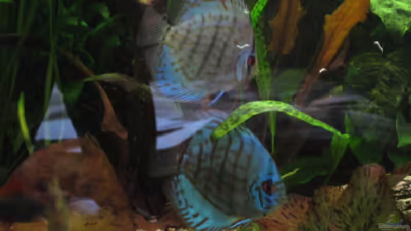 Beide zusammen von Korbi (49)