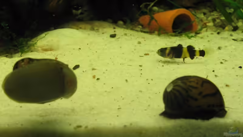 Beide Zwergrennschnecken und eine Grundel von Christian Trommer (23)