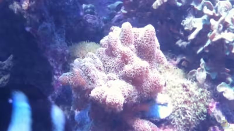 beige Seriatopora Ableger heute von MisterB (7)