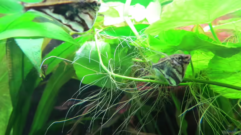 Beilbäuche von Jan S. (24)