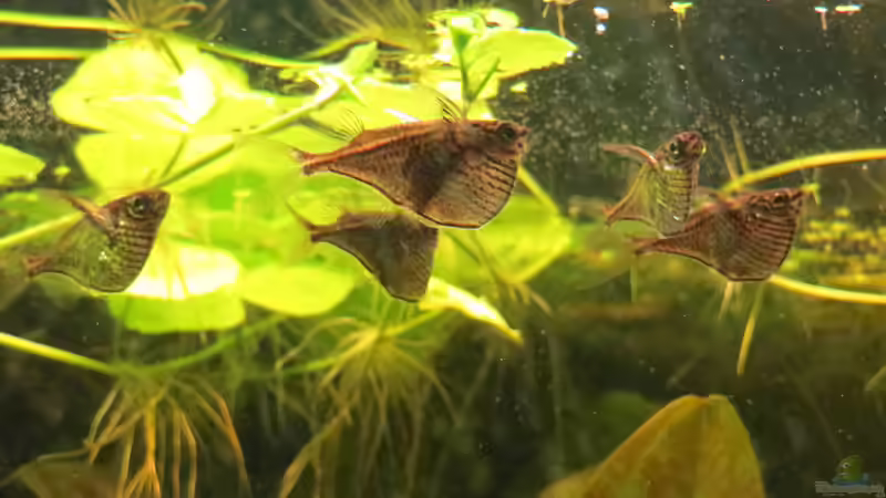 Beilbäuche von Jan S. (34)