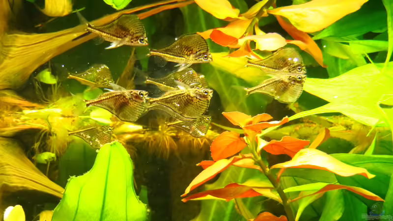 Beilbäuche von Jan S. (41)