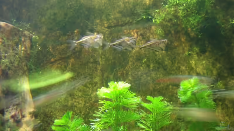 Beilbäuche von PH Neutral (49)