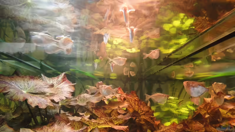 Beilbauch Alarm von Kirschfleckjäger (16)