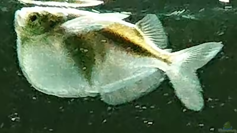 Beilbauch von DennisTheMenis (19)