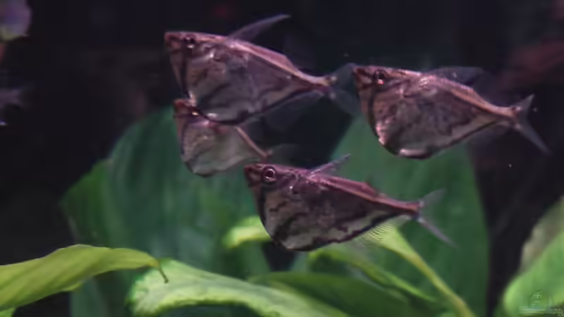 Beilbauchfische von Trooper (7)