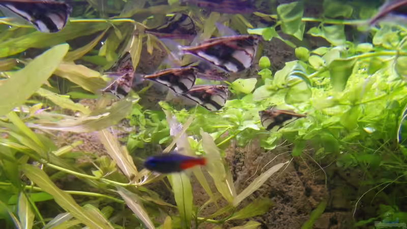 Beilbauchsalmler von Intershrimpview (83)