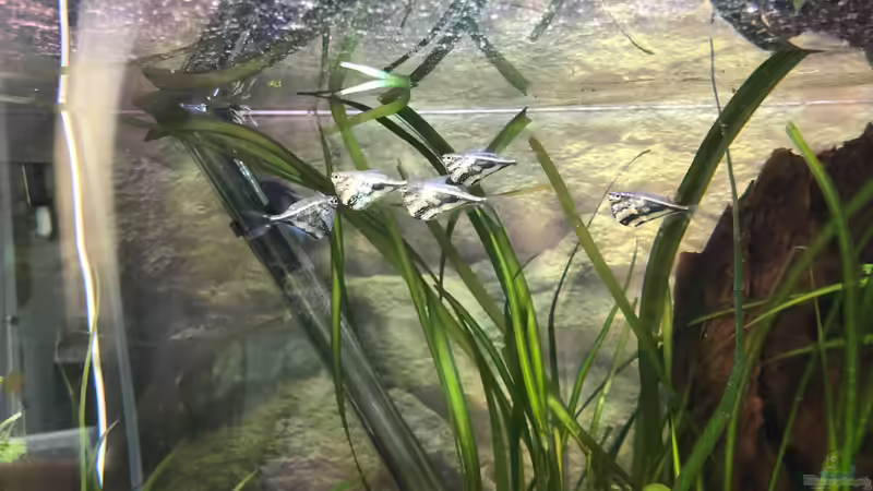 Beilbauchsalmler von stroelly (50)