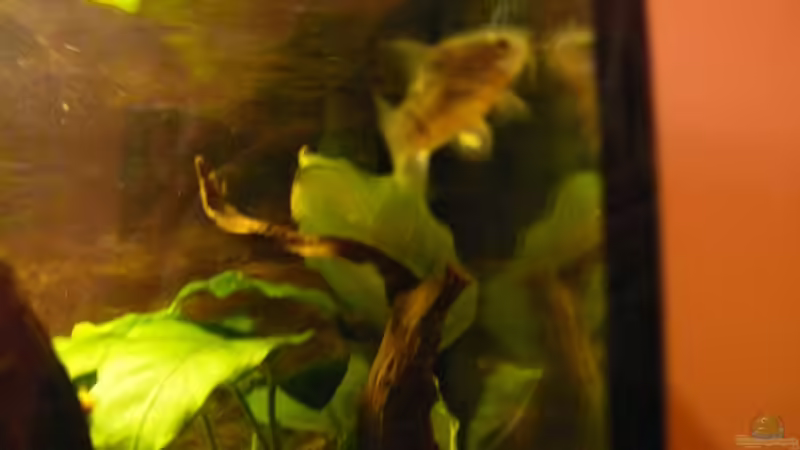 beim Ablaichen (leider völlig unscharf :-( von Der kleine Delfin (20)