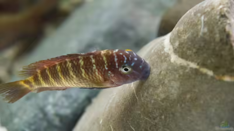 beim ´abweiden´ von Markus Walter (31)