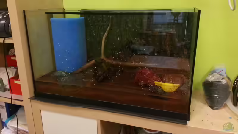 beim Befüllen von Zomic (7)