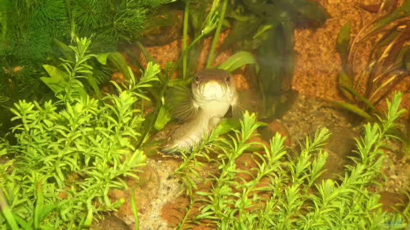 Beim betteln von bobbyfee (9)