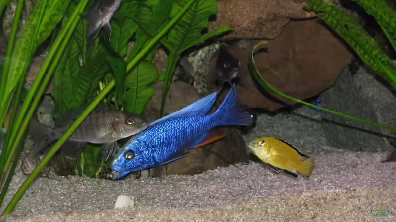 beim Buddeln erwischt ;) von Schielefix (4)