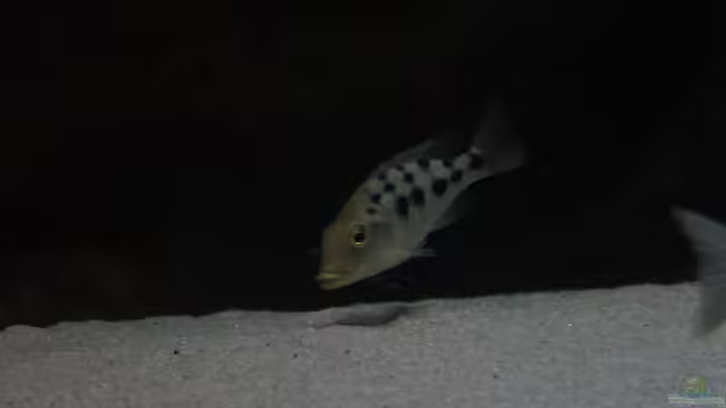 Beim durchsieben von Dynnarts (37)