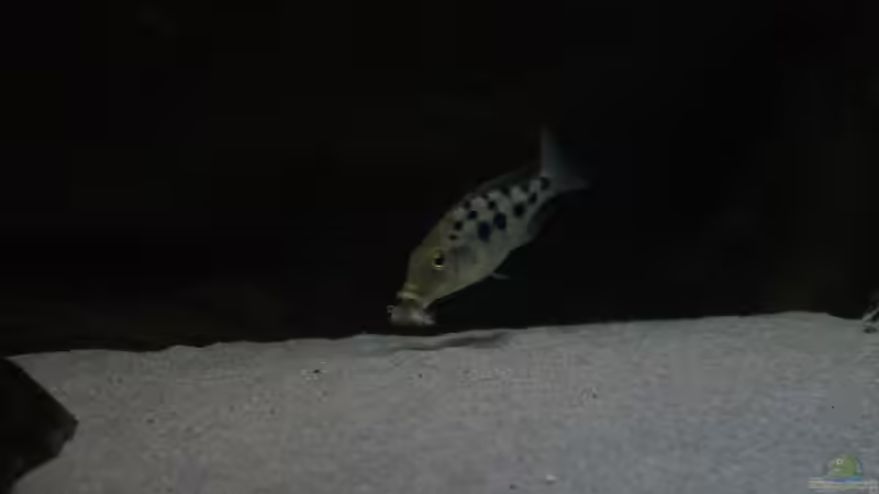 Beim durchsieben von Dynnarts (38)