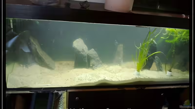 Beim Einpflanzen von wolf87 (11)