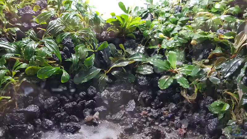 Beim Einrichten  von AquaTobi90 (9)