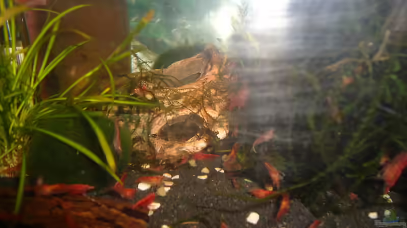 beim Essen von manala (13)