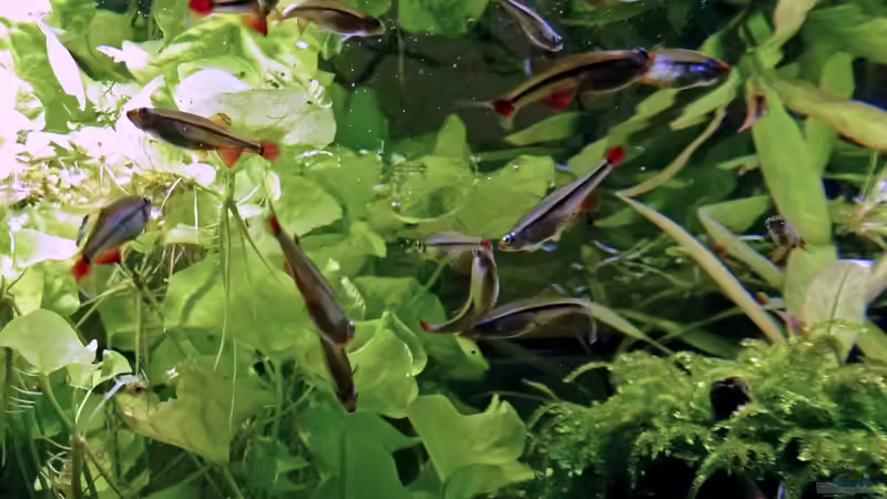 beim fressen, am liebsten pausenlos von Summse (47)