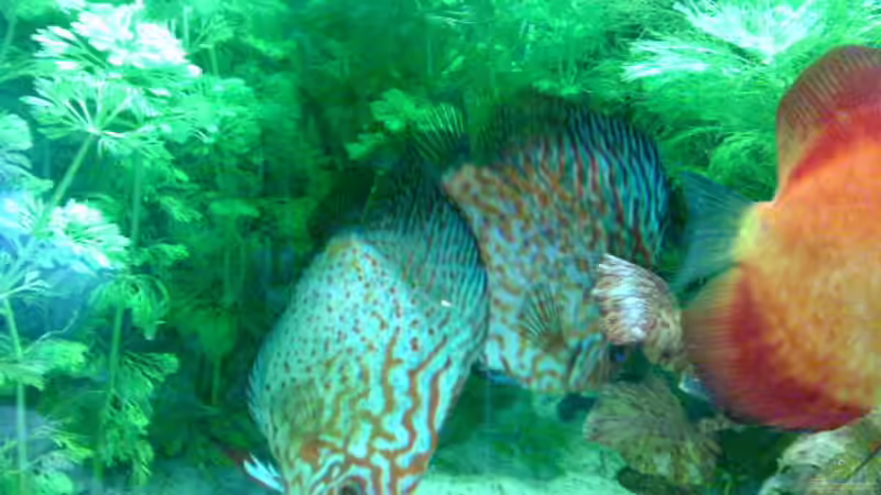 Beim Fressen von Sylvia Hoffmann (20)