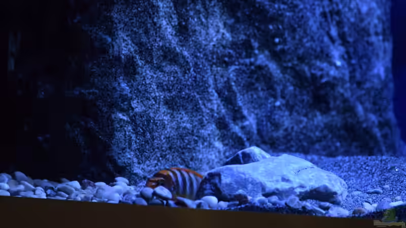 beim ´Grubenbau´ wurden die Kieselsteine gegen die Scheibe geschleudert. von AJ (34)