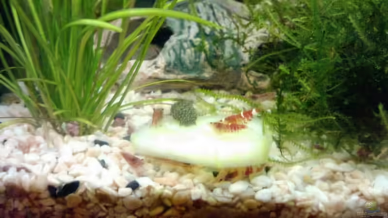 beim Gurke Essen von manala (16)