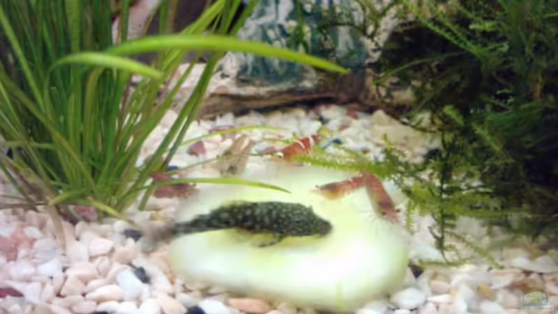 beim Gurke Essen von manala (17)