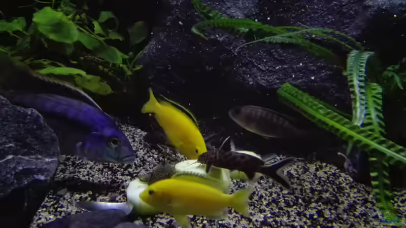 Beim Gurkenmahl von Heike Fuchs (81)